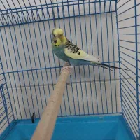 مرغ عشق یلو فیس رینبو و دبل فکتور|پرنده|قم, زند آباد|دیوار