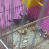 پرنده|پرنده|پرند, فاز ۶|دیوار