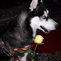 سگ هاسکی اصیل|سگ|کرمان, |دیوار