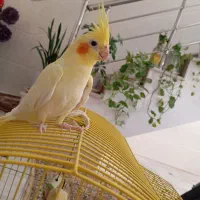 عروس هلندی