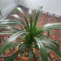 یک عدد گل خوشگل