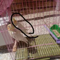 عروس نر مواظع با ماده