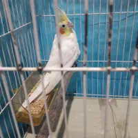عروس هلندی نر