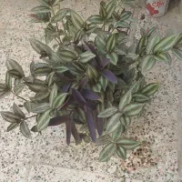 گل برگ بیدی
