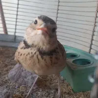 طغرا یا سهره خاکی