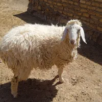بز و بره|حیوانات مزرعه|فردوس (خراسان), |دیوار
