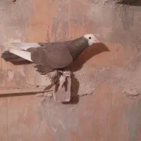 کبوتر|پرنده|میاندوآب, |دیوار