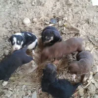 سگ پاه کوتاه|سگ|لاهیجان, بازکیاگوراب|دیوار