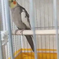 عروس هلندی گم شده