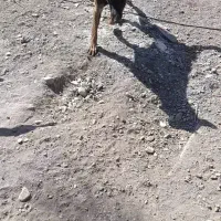 سگ گمشده|حیوانات|بم, |دیوار