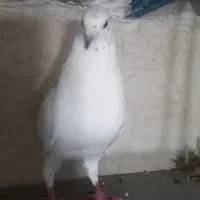 کفتر پتی واله