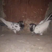 کبوتر پاکستانی