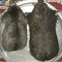 خیگ جا روغنی