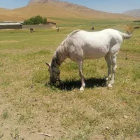 مادیان کوردی بومی عشایری