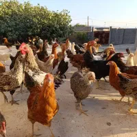 فروش جوجه خروس ومرغ محلی|حیوانات مزرعه|مرودشت, قانون|دیوار