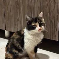 واگذاری بچه گربه