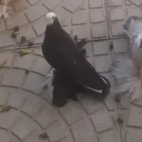 قره قجله نر