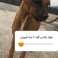 کن کورسو گلد سایز درشت|سگ|نوشهر, |دیوار