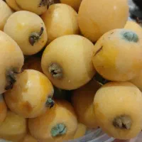 ازگیل خانگی