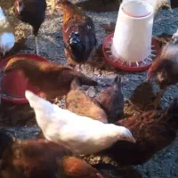 جوجه و نیمچه خروس