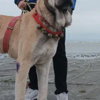 توله سرابی ۱۴ماهه|سگ|تالش, هشتپر|دیوار