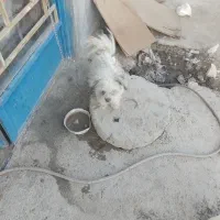 سگ پاپی شیتزو|سگ|پیر بکران, |دیوار