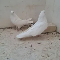 کبوتر سفید اراکی شمرونی|پرنده|مبارکه, |دیوار