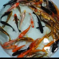 انواع ماهی کوی همه رنگ همه نژاد