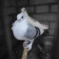 کبوتر بلژیکی اصیل|پرنده|کرج, کوی امامیه|دیوار