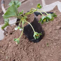 بوته توت فرنگی|گل و گیاه طبیعی|علی‌آباد کتول, |دیوار