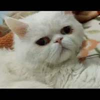 گربه پرشین سوپر فلت