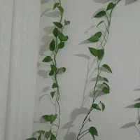 گل خانگی پوتوس