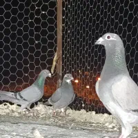پلاکی|پرنده|شیبکوه (فارس), |دیوار