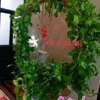 گل دیفن. پتوس. بنجامین. سانسوریا|گل و گیاه طبیعی|شیراز, باغ تخت|دیوار