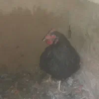 خروس اردک تخم گذار مرغ فروشی|حیوانات مزرعه|شاهرود, |دیوار