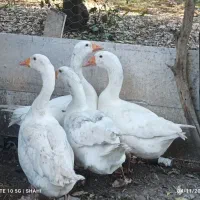 غاز محلی ارگانیک|حیوانات مزرعه|قائم‌شهر, |دیوار