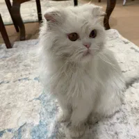 گربه اسکاتیش|گربه|میاندوآب, |دیوار