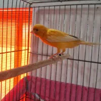 فروش یک عدد قناری نر شور
