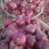 پیاز قرمز قره چمن