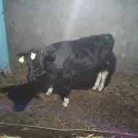 ۲تا گوساله نره|حیوانات مزرعه|فریمان, |دیوار