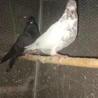 فروش تعدادی کبوتر پرشی|پرنده|خرمآباد (تنکابن), |دیوار