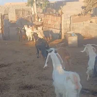 گیسه|حیوانات مزرعه|رفسنجان, |دیوار