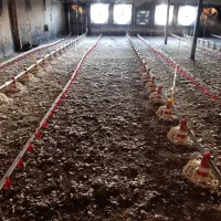 کود مرغی قفسی سالنی مرغوب در جنوب