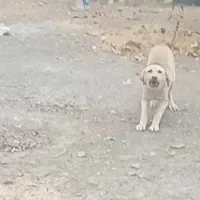 واگذاری|سگ|قره چای, |دیوار