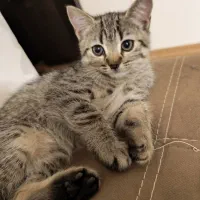 گربه اسکاتیش نر|گربه|زنجان, |دیوار