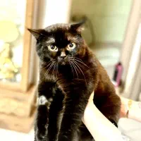 واگذاری بیریتیش نر|گربه|رشت, بوسار|دیوار