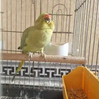 فروش طوطی ملنگو ماده