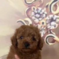 سگ پودل|سگ|اهواز, بهارستان|دیوار