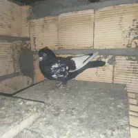 کبوتر|پرنده|اهواز, کوی ترابری|دیوار