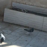 زاغ و طاووسی کاکلی